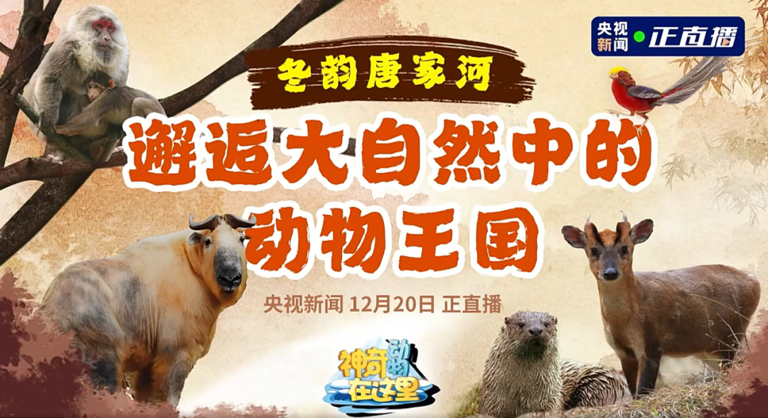 媒体聚焦 | 央视新闻走进唐家河，邂逅冰雪童话世界的动物王国